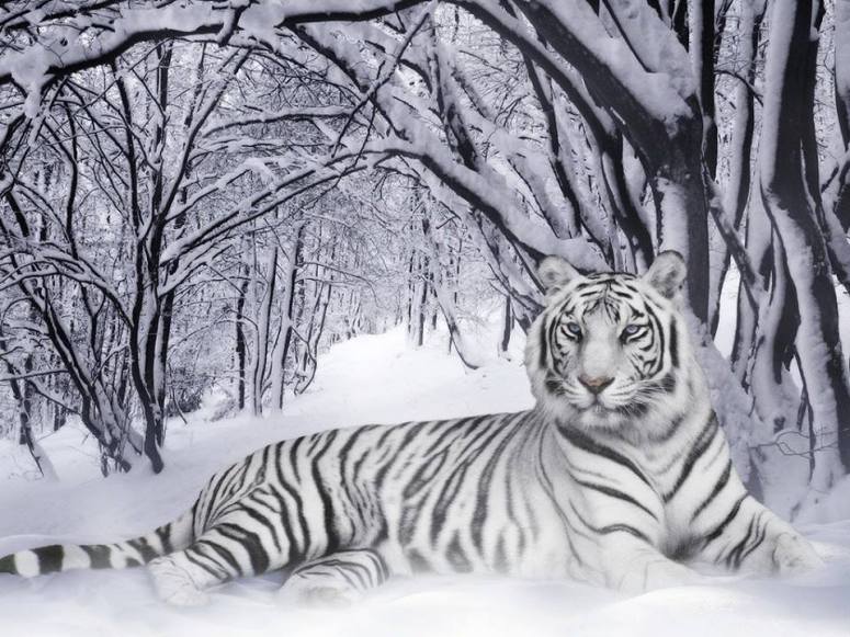 Snow Tiger